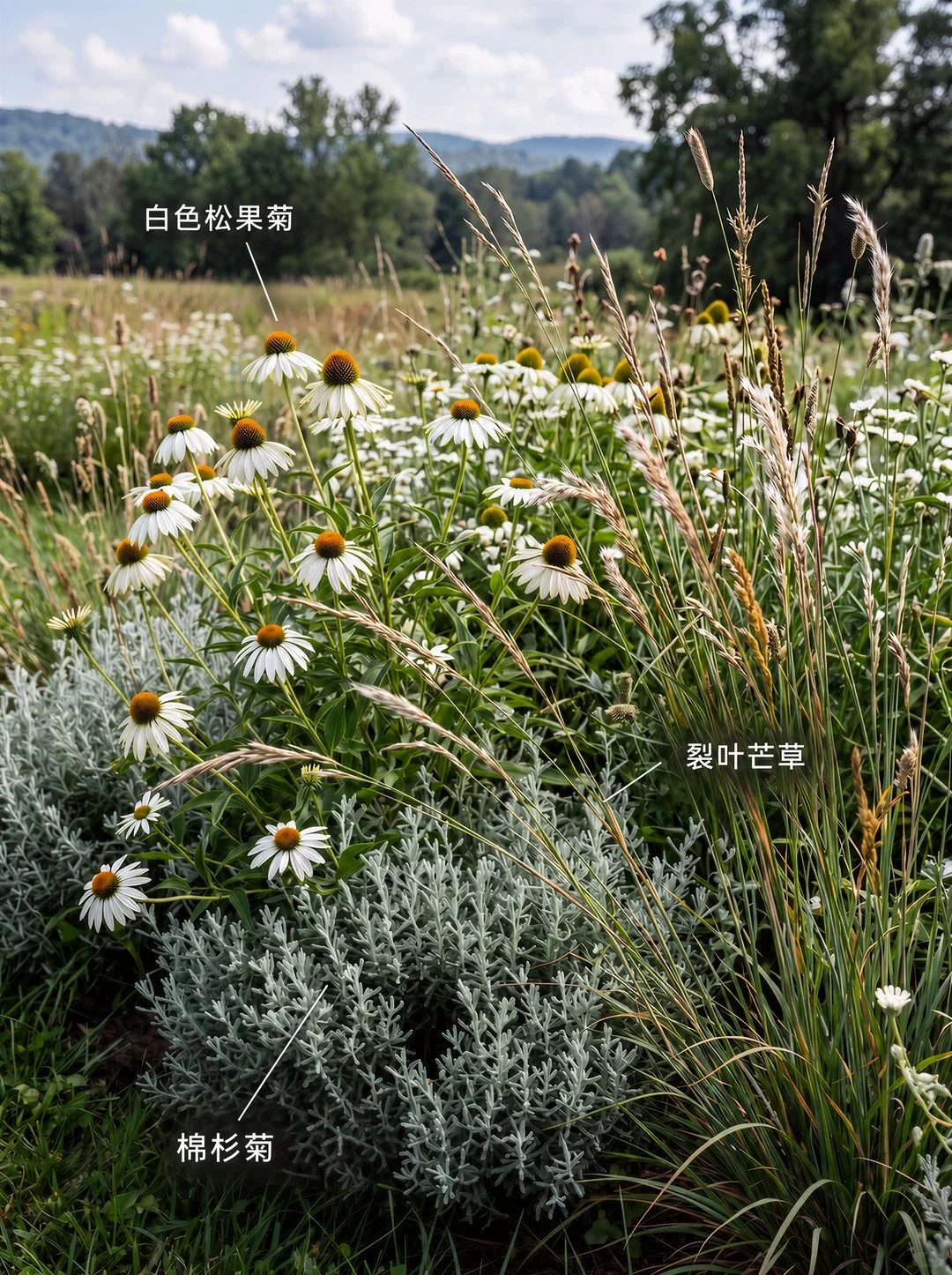 花境效果设计